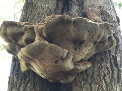 Inonotus quercustris