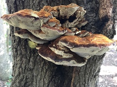 Inonotus quercustris