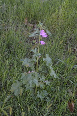 Malva sylvestris