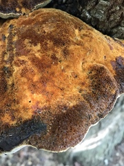 Inonotus quercustris