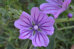 Malva sylvestris