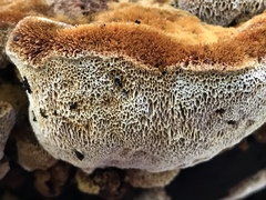 Inonotus quercustris