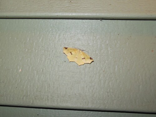 Variable Antepione Moth photo 3