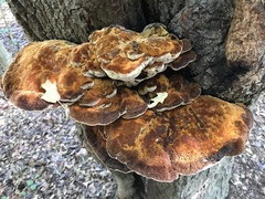 Inonotus quercustris