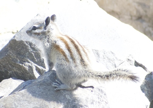 Alpine Chipmunk observed by yubabirder