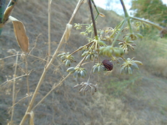 Graphosoma italicum italicum