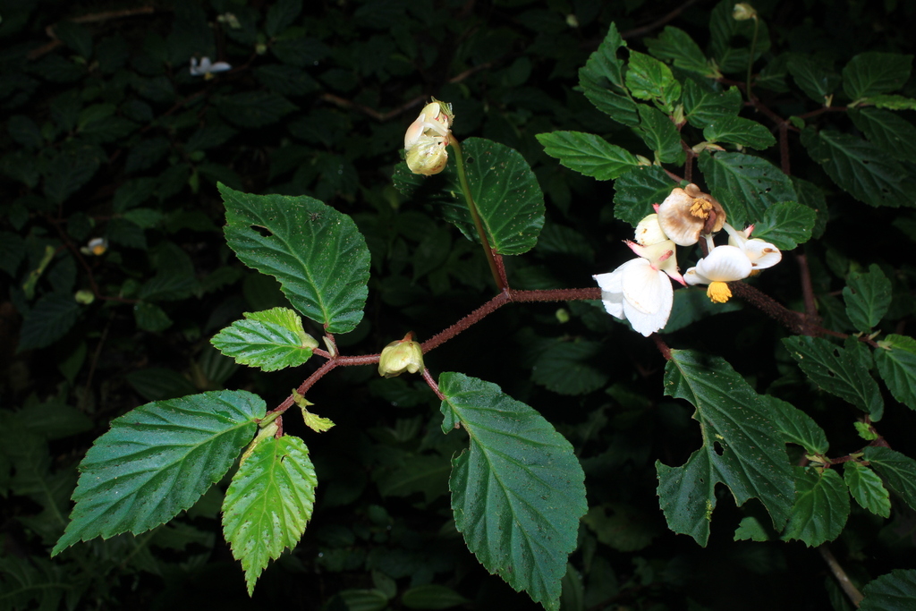 Begonia gamolepis