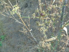Graphosoma italicum italicum