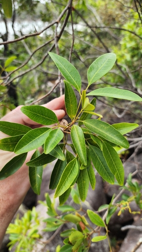 Erythrococca