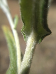 Pseudognaphalium macounii