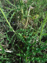 Cirsium creticum
