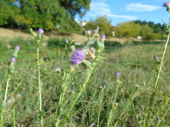 Cirsium creticum