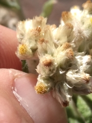 Pseudognaphalium macounii