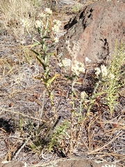 Pseudognaphalium macounii