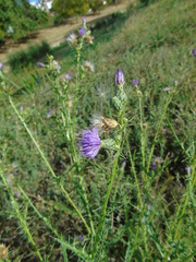 Cirsium creticum