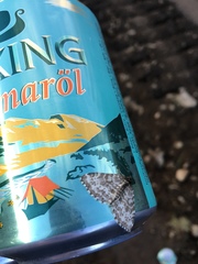 Rheumaptera hastata thulearia