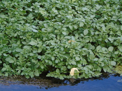 Nasturtium officinale
