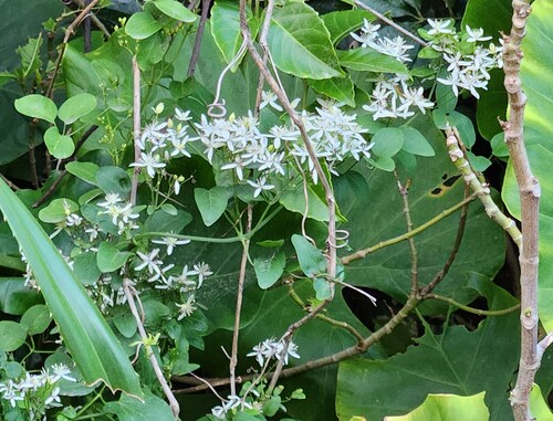 Clematis chinensis
