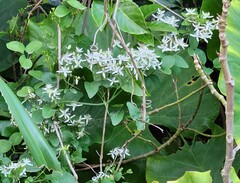 Clematis chinensis