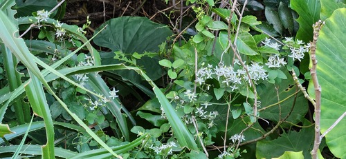 Clematis chinensis, photograph 1