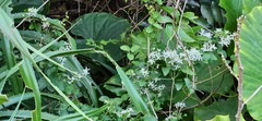 Clematis chinensis, photograph 胡正恆(Jackson Hu), CC BY, iNaturalist via GBIF