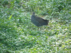 Gallinula chloropus
