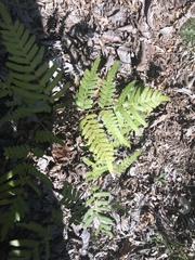 Pteridium latiusculum