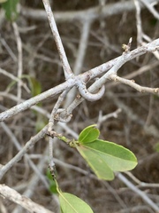 Loeseneriella africana var. richardiana image