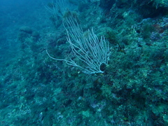 Eunicella singularis