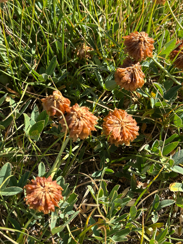 Beckwith's Clover (Trifolium beckwithii)