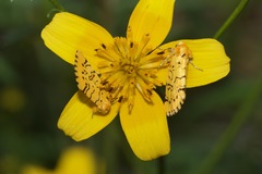Chrysoecia atrolinea