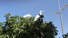 Ardea alba