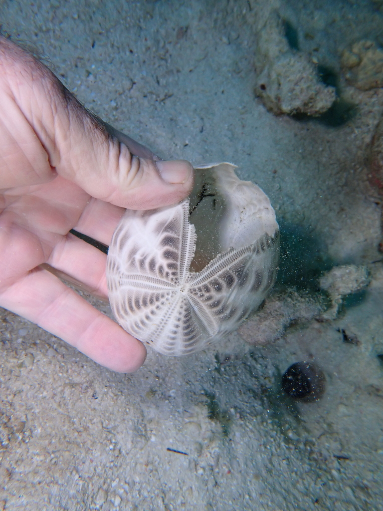 Mauve Heart Urchin