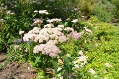Spiraea micrantha