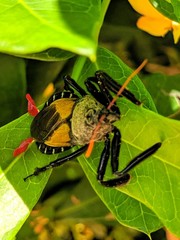 Apiomerus vexillarius