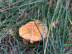 Lactarius porniniae