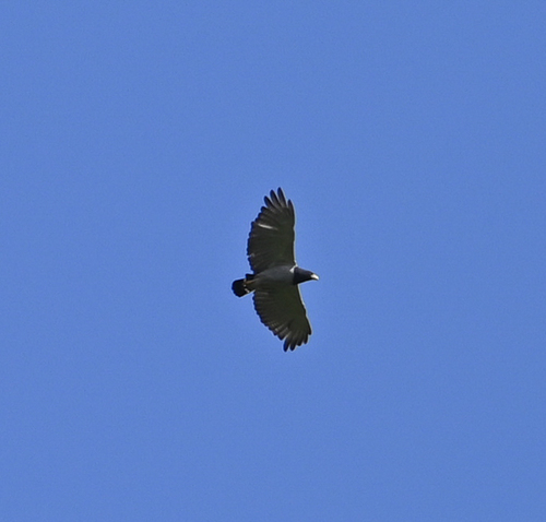 Barred Hawk (Morphnarchus princeps), photo 4