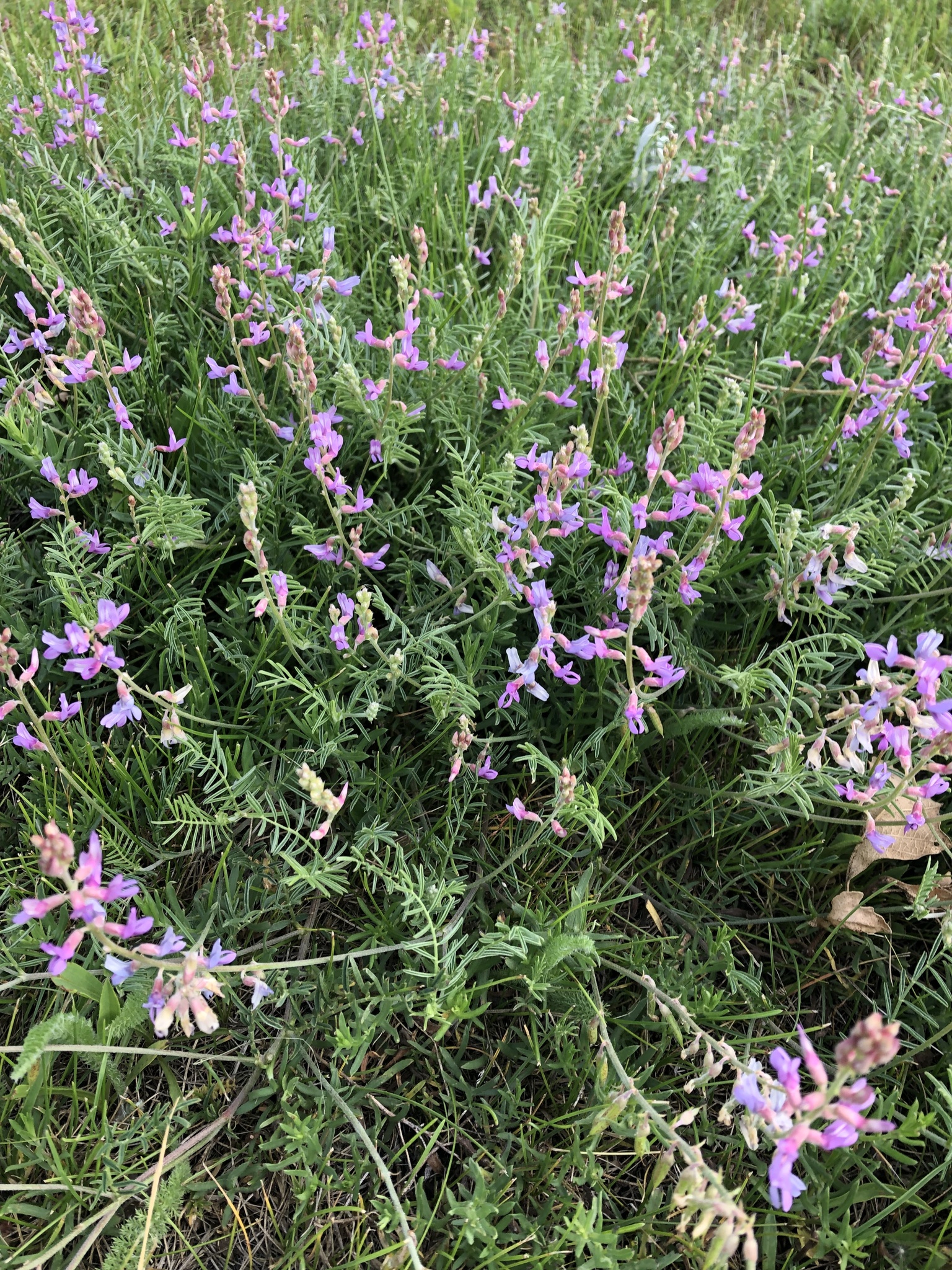 Astragalus flexuosus