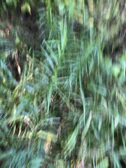 Dulichium arundinaceum