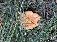 Lactarius porniniae