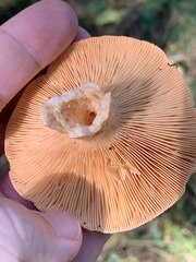 Lactarius porniniae