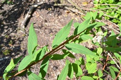 Spiraea micrantha