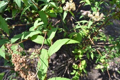 Spiraea micrantha