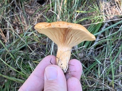Lactarius porniniae