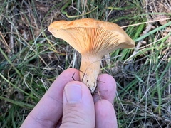 Lactarius porniniae