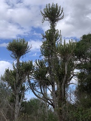 Euphorbia confinalis subsp. confinalis image