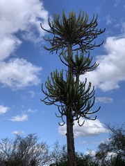 Euphorbia confinalis image