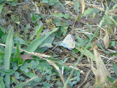 Polyommatus icarus