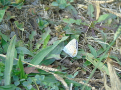 Polyommatus icarus