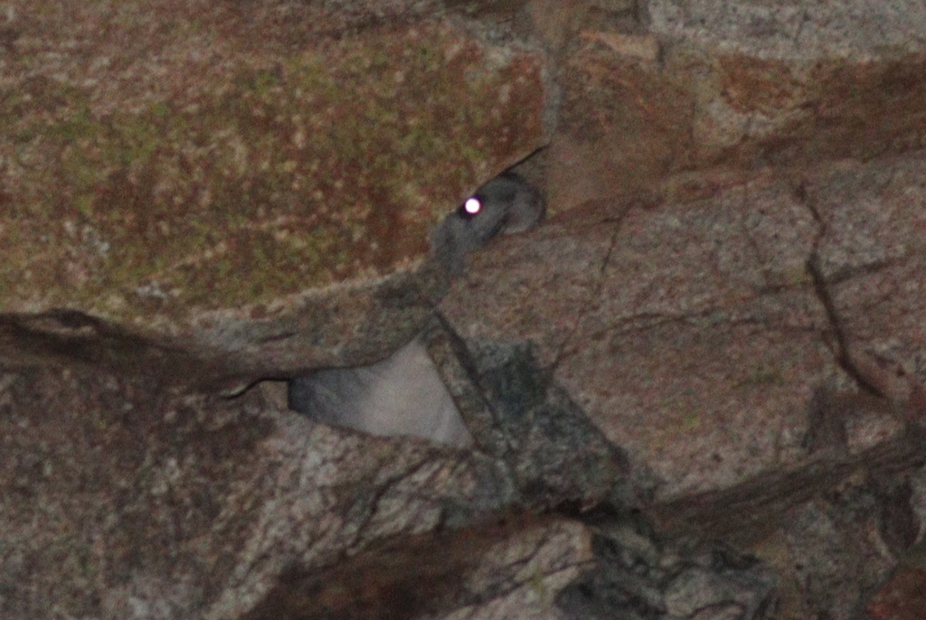 Long-tailed Chinchilla